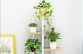 Lorem ipsum dolor sit consectetur adipiscing elit,